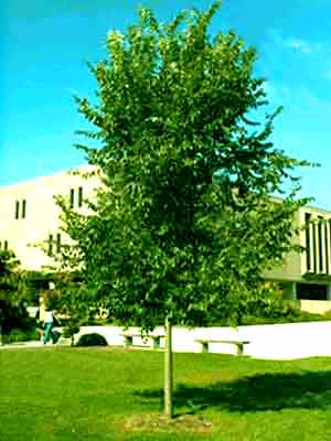 معرفی و راهنمای پرورش درختان زینتی - نارون